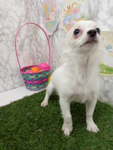 チワワ（ロングコート）