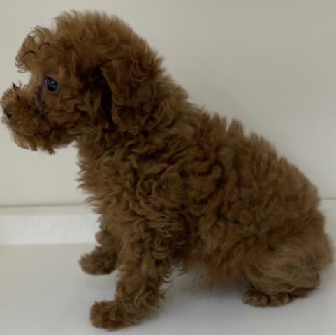 三重県のトイプードル(トイ) (ペットアミ 明和店/2026年1月14日生まれ/男の子/レッド)の子犬の4枚目の画像