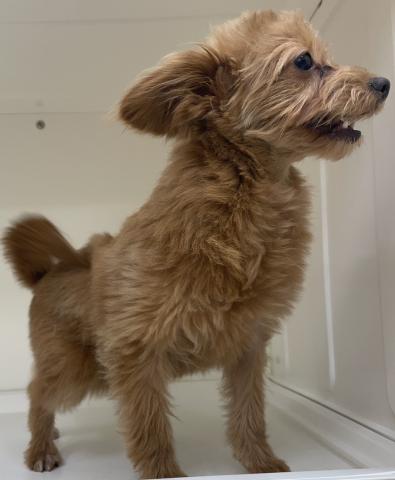 三重県のハーフ犬(ポメラニアン×トイプードル) (ペットアミ 明和店/2025年7月26日生まれ/女の子/レッド)の子犬の3枚目の画像