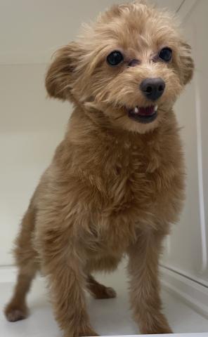 三重県のハーフ犬(ポメラニアン×トイプードル) (ペットアミ 明和店/2025年7月26日生まれ/女の子/レッド)の子犬の4枚目の画像