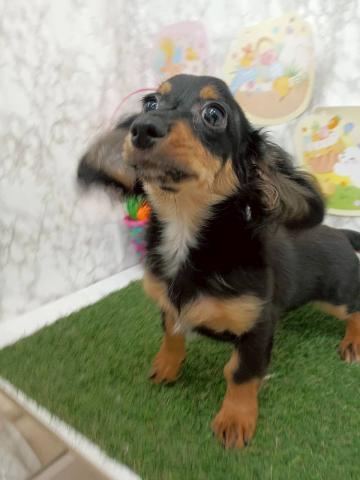 MIX（チワワ×ミニチュアダックス）