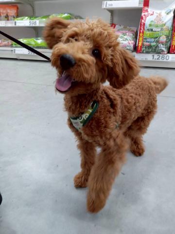 秋田県のトイプードル(トイ) (ペットアミ 能代東インター店/2025年10月31日生まれ/男の子/レッド)の子犬の1枚目の画像