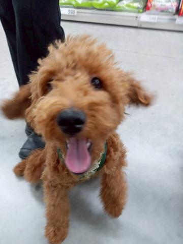 秋田県のトイプードル(トイ) (ペットアミ 能代東インター店/2025年10月31日生まれ/男の子/レッド)の子犬の3枚目の画像