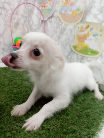 秋田県のチワワ(ロング) (ペットアミ 能代東インター店/2025年12月1日生まれ/女の子/ホワイトクリーム)の子犬の1枚目の画像