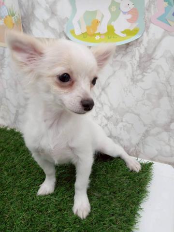 秋田県のチワワ(ロング) (ペットアミ 能代東インター店/2025年12月1日生まれ/女の子/ホワイトクリーム)の子犬の2枚目の画像