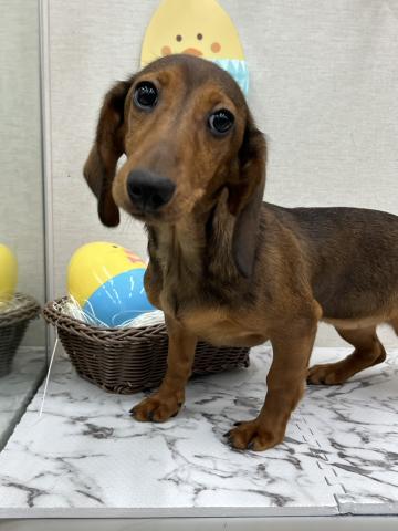 秋田県のスタンダードダックスフンド(ロング) (ペットアミ 能代東インター店/2025年11月9日生まれ/女の子/レッド)の子犬の1枚目の画像