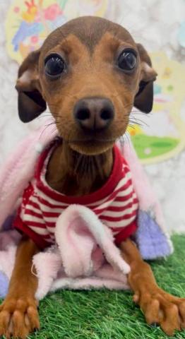 秋田県のハーフ犬・ミックス犬 (ペットアミ 能代東インター店/2025年11月20日生まれ/男の子/レッド)の子犬の1枚目の画像