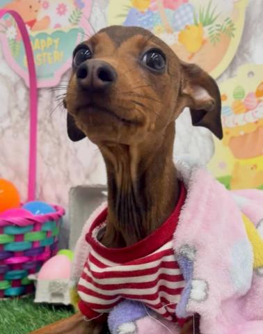 秋田県のハーフ犬・ミックス犬 (ペットアミ 能代東インター店/2025年11月20日生まれ/男の子/レッド)の子犬の2枚目の画像