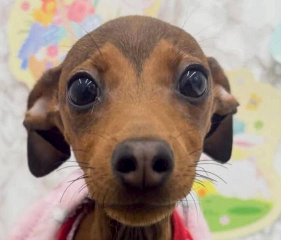 秋田県のハーフ犬・ミックス犬 (ペットアミ 能代東インター店/2025年11月20日生まれ/男の子/レッド)の子犬の3枚目の画像