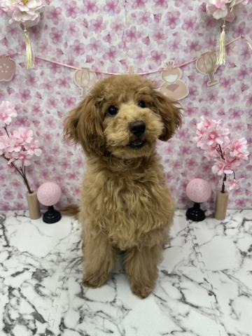 秋田県のトイプードル(トイ) (ペットアミ 能代東インター店/2025年9月20日生まれ/男の子/レッド)の子犬の1枚目の画像