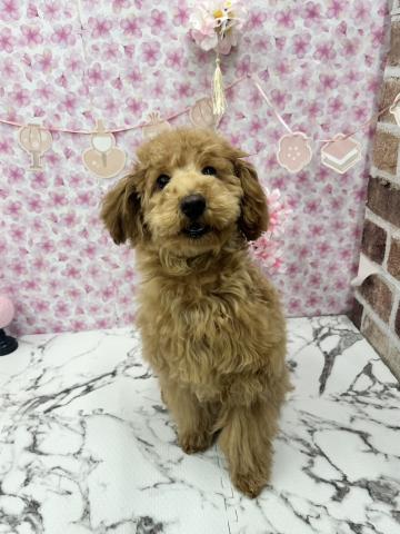 秋田県のトイプードル(トイ) (ペットアミ 能代東インター店/2025年9月20日生まれ/男の子/レッド)の子犬の3枚目の画像