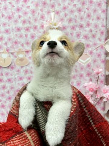 秋田県のウェルシュコーギーペンブローク (ペットアミ 能代東インター店/2026年1月1日生まれ/男の子/レッドホワイト)の子犬の2枚目の画像