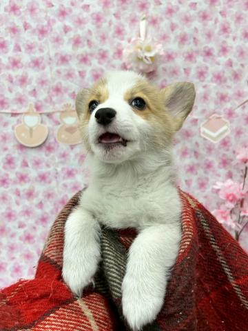 秋田県のウェルシュコーギーペンブローク (ペットアミ 能代東インター店/2026年1月1日生まれ/男の子/レッドホワイト)の子犬の3枚目の画像