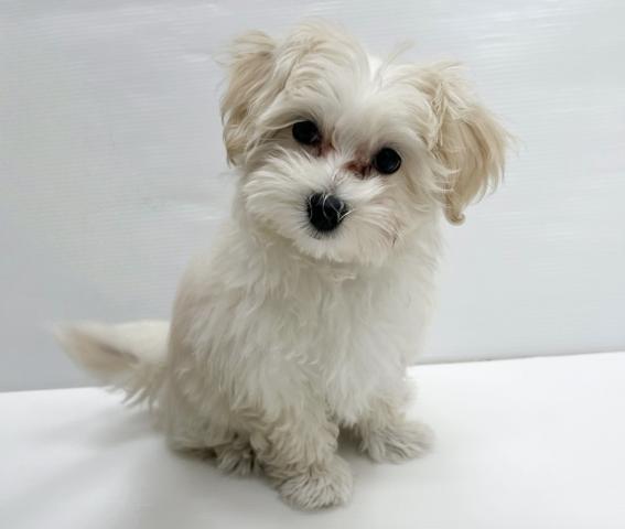 和歌山県のハーフ犬・ミックス犬 (ペットアミ 岩出店/2025年12月28日生まれ/女の子/クリーム)の子犬の2枚目の画像