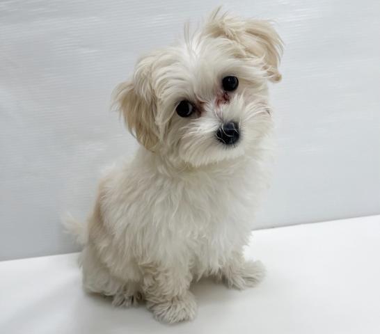 和歌山県のハーフ犬・ミックス犬 (ペットアミ 岩出店/2025年12月28日生まれ/女の子/クリーム)の子犬の3枚目の画像