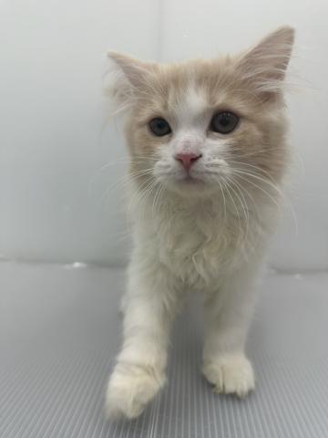 和歌山県のラガマフィン (ペットアミ 紀ノ川店/2025年11月23日生まれ/男の子/クリームタビーホワイト)の子猫の1枚目の画像