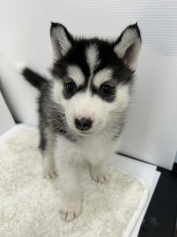 和歌山県のシベリアンハスキー (ペットアミ 那賀店/2026年2月21日生まれ/女の子/ブラックホワイト)の子犬の2枚目の画像