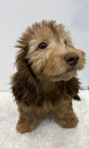 和歌山県のミニチュアダックスフンド(ワイヤー) (ペットアミ 那賀店/2026年1月18日生まれ/男の子/チョコレートタン)の子犬の3枚目の画像