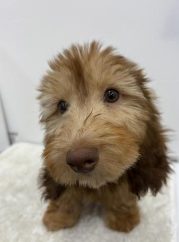 和歌山県のミニチュアダックスフンド(ワイヤー) (ペットアミ 那賀店/2026年1月18日生まれ/男の子/チョコレートタン)の子犬の4枚目の画像