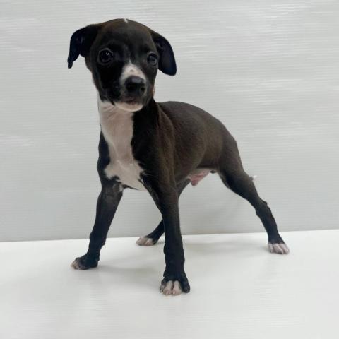 和歌山県のイタリアングレーハウンド (ペットアミ 和歌山インター店/2025年12月20日生まれ/男の子/ブルーホワイト)の子犬の2枚目の画像
