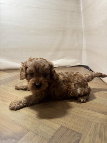和歌山県のMIX犬ハーフ(トイプードル＆キャバリア) (ペットアミ 和歌山インター店/2026年2月14日生まれ/男の子/ルビーホワイト)の子犬の2枚目の画像