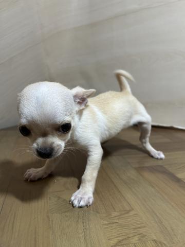 和歌山県のチワワ(スムース) (ペットアミ 和歌山インター店/2026年2月7日生まれ/男の子/クリームホワイト)の子犬の3枚目の画像