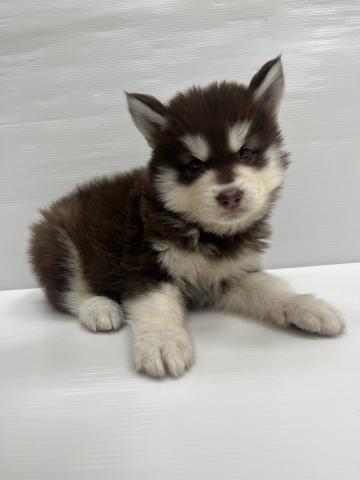 和歌山県のアラスカンマラミュート (ペットアミ 岩出店/2026年2月21日生まれ/男の子/ブラウンホワイト)の子犬の3枚目の画像