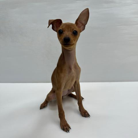 和歌山県のミニチュアピンシャー (ペットアミ 岩出店/2026年1月10日生まれ/女の子/レッド)の子犬の1枚目の画像