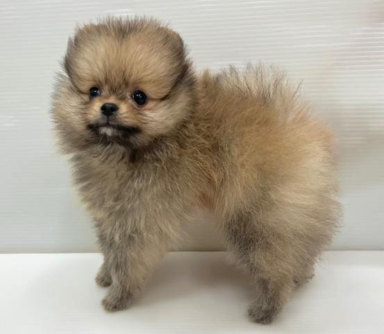 和歌山県のポメラニアン (ペットアミ 岩出店/2026年2月14日生まれ/男の子/オレンジセーブル)の子犬の3枚目の画像