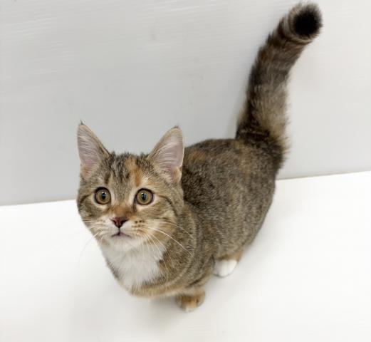 和歌山県のマンチカン (ペットアミ 岩出店/2025年11月14日生まれ/女の子/ブラウンパッチドタビーホワイト)の子猫の1枚目の画像