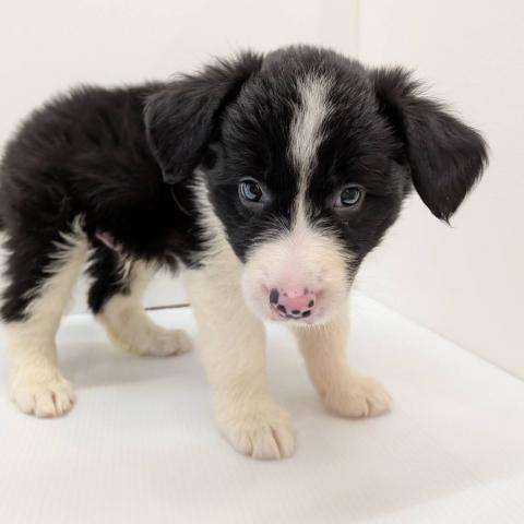 長野県のボーダーコリー (ペットアミ 中野店/2026年2月21日生まれ/男の子/ブラックタンホワイト)の子犬