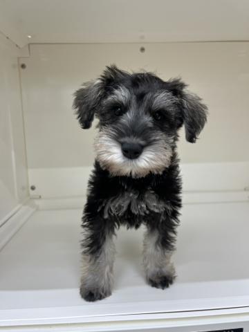 ミニチュアシュナウザー