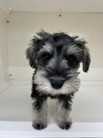 ミニチュアシュナウザー