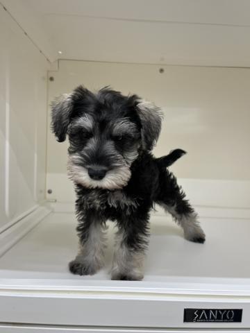 ミニチュアシュナウザー