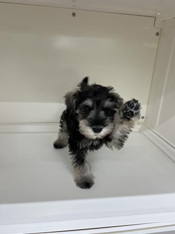 ミニチュアシュナウザー