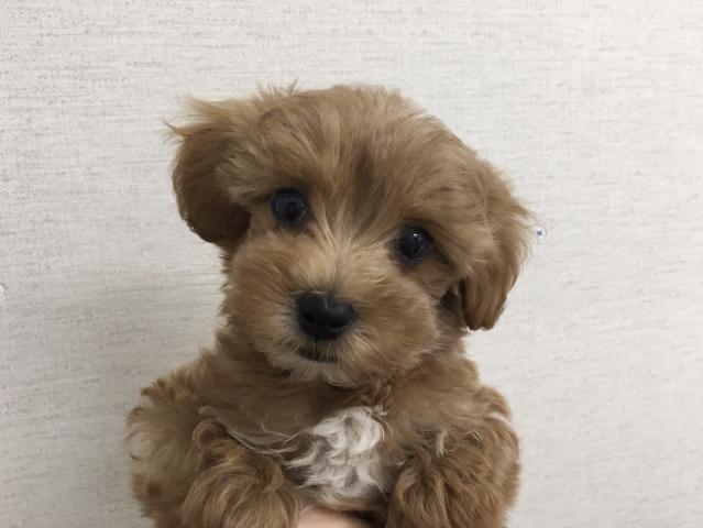 群馬県のハーフ犬・ミックス犬 (ペットアミ 前橋店/2026年2月27日生まれ/男の子/その他色)の子犬