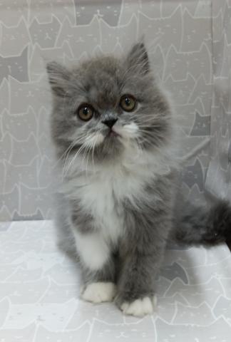 富山県のエキゾチックロングヘアー (ペットアミ宮野店/2026年2月14日生まれ/男の子/ブルータビーホワイト)の子猫の1枚目の画像