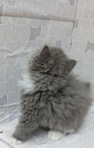 富山県のエキゾチックロングヘアー (ペットアミ宮野店/2026年2月14日生まれ/男の子/ブルータビーホワイト)の子猫の2枚目の画像