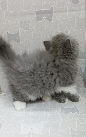 富山県のエキゾチックロングヘアー (ペットアミ宮野店/2026年2月14日生まれ/男の子/ブルータビーホワイト)の子猫の3枚目の画像