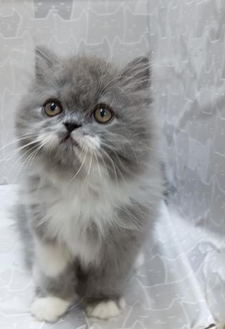 富山県のエキゾチックロングヘアー (ペットアミ宮野店/2026年2月14日生まれ/男の子/ブルータビーホワイト)の子猫の4枚目の画像
