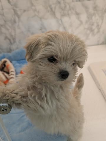 MIXトイプードル×マルチーズ