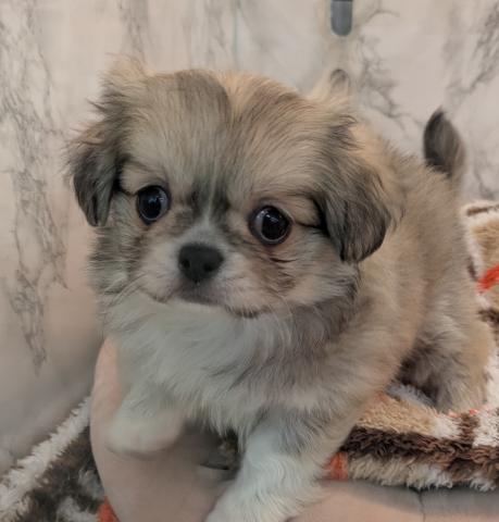 MIXチワワ×ペキニーズ