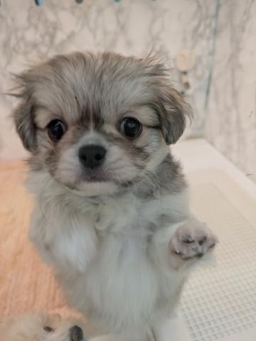 MIXチワワ×ペキニーズ