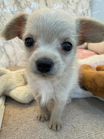 埼玉県のチワプー/プーチー(チワワ×プードル) (NICO PET 三郷店/2026年2月16日生まれ/女の子/クリーム)の子犬の1枚目の画像