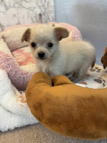 埼玉県のチワプー/プーチー(チワワ×プードル) (NICO PET 三郷店/2026年2月16日生まれ/女の子/クリーム)の子犬の2枚目の画像