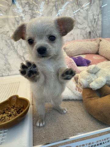 埼玉県のチワプー/プーチー(チワワ×プードル) (NICO PET 三郷店/2026年2月16日生まれ/女の子/クリーム)の子犬の4枚目の画像