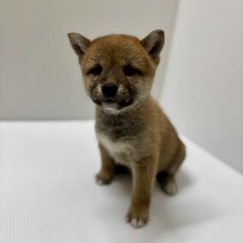 新潟県の柴犬(標準サイズ) (ペットアミ 加茂店/2026年1月2日生まれ/女の子/赤)の子犬の2枚目の画像