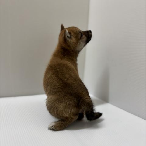 新潟県の柴犬(標準サイズ) (ペットアミ 加茂店/2026年1月2日生まれ/女の子/赤)の子犬の3枚目の画像