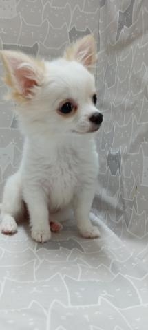 富山県のチワワ(ロング) (ペットアミ宮野店/2026年1月10日生まれ/女の子/クリーム)の子犬の1枚目の画像