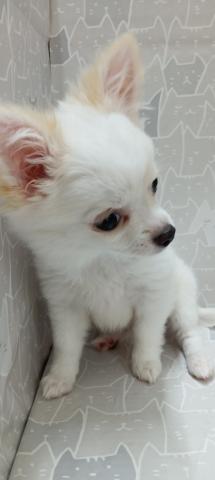 富山県のチワワ(ロング) (ペットアミ宮野店/2026年1月10日生まれ/女の子/クリーム)の子犬の2枚目の画像